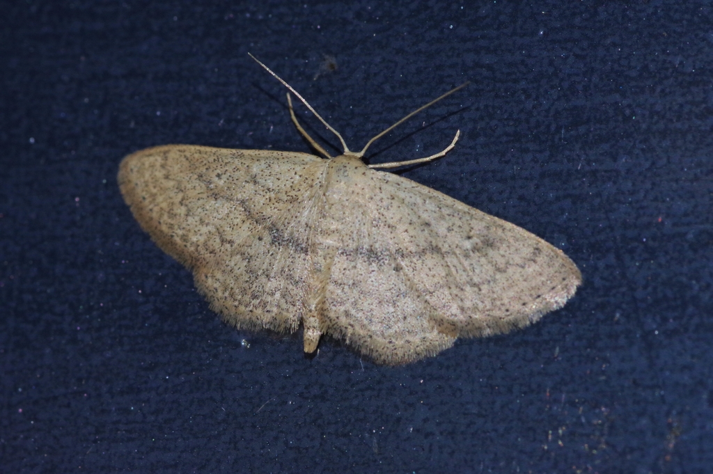 Cankerworm