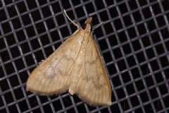 Xanthopsamma aurantialis