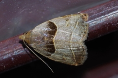 Rivula basalis