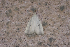 Stenhypena longipennis