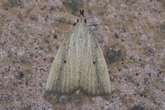 Stenhypena longipennis