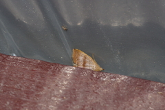 Polypogon ryukyuensis