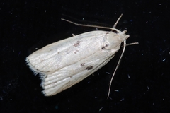 Scythropiodes issikii