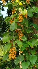 Celastrus paniculatus