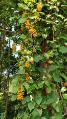 Celastrus paniculatus