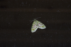 Phthonoloba viridifasciata