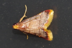 Hypsopygia mauritialis