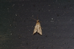 Microchilo inexpectellus