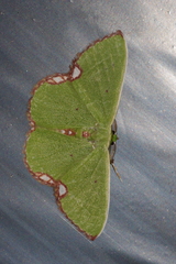 Comibaena procumbaria