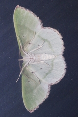 Comibaena procumbaria