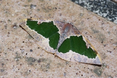Celenna festivaria