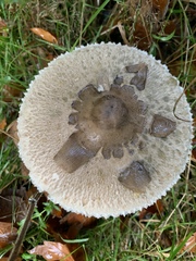 Macrolepiota konradii