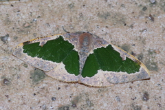 Celenna festivaria