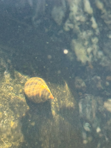 Littorina littorea