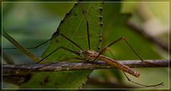 Gynoplistia pedestris