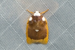 Lobobasis niveimaculata