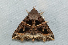Avatha rufiscripta