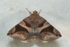 Bastilla arcuata