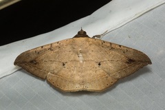 Hulodes donata