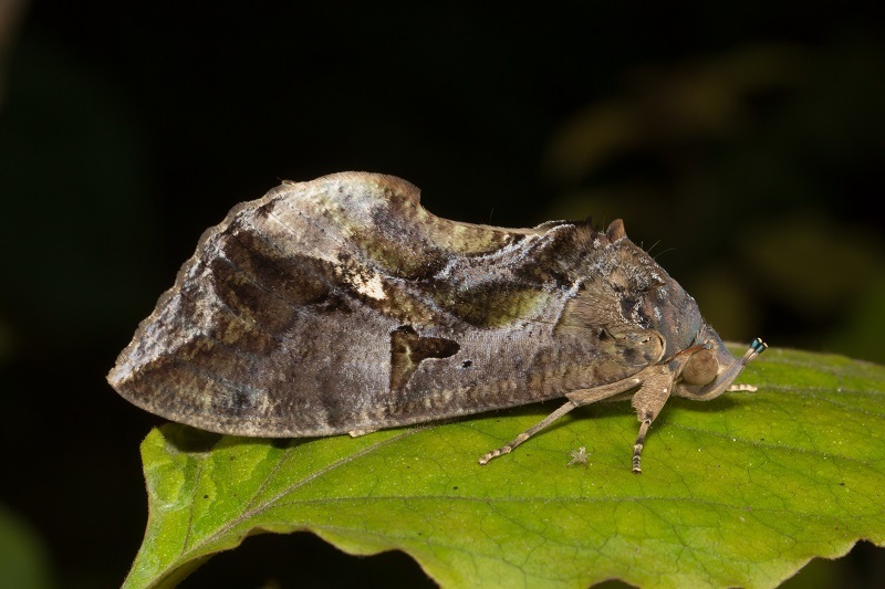 Common Fruit-piercing Moth