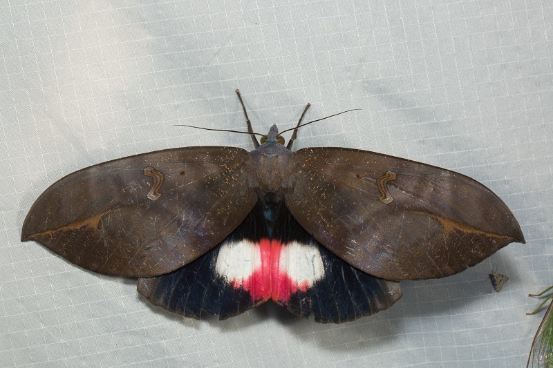 Phyllodes verhuelli