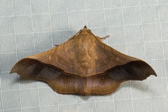 Chilkasa falcata