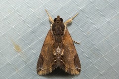 Ercheia cyllaria