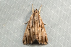 Ercheia multilinea