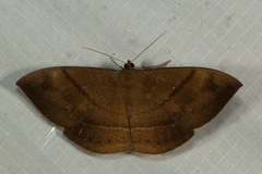 Lygniodes schoenbergi