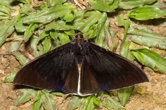 Lygniodes schoenbergi