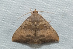Scedopla umbrosa
