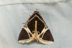 Fodina sumatrensis
