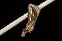 Schistorhynx argentistriga