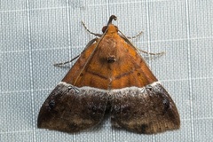 Euphiuche picta