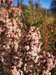 Ericeae