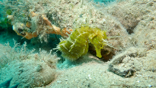 Hippocampus guttulatus