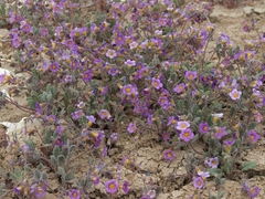 Phacelia gymnoclada