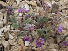 Phacelia gymnoclada