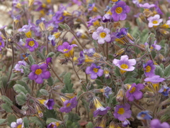 Phacelia gymnoclada