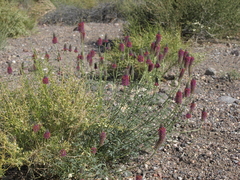 Dalea searlsiae