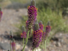 Dalea searlsiae