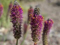Dalea searlsiae