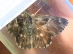 Muschampia floccifera