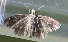 Muschampia floccifera