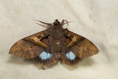 Ischyja