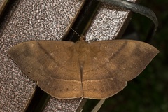 Lygniodes schoenbergi