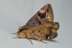 Ommatophora luminosa