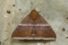 Parallelia calefaciens