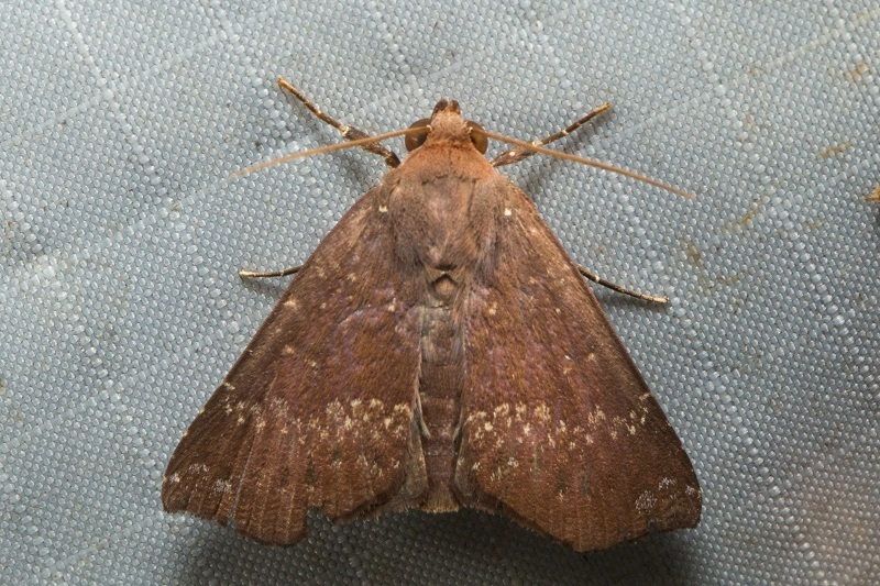 Savara pallidapex