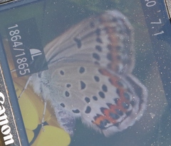 Plebejus argyrognomon